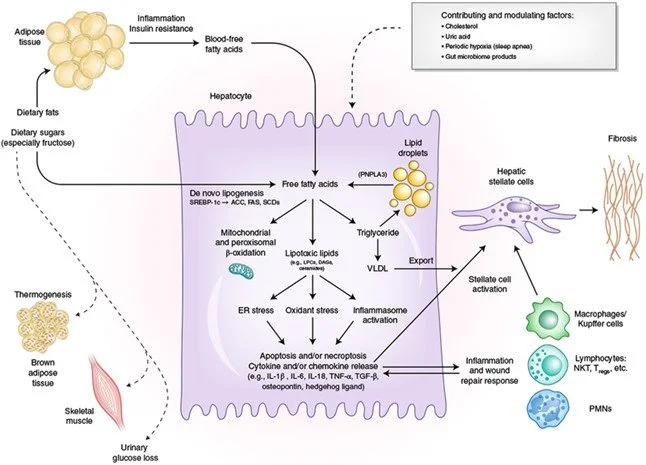 Glutathione mechanism and oxidative stress pathway in liver cells
